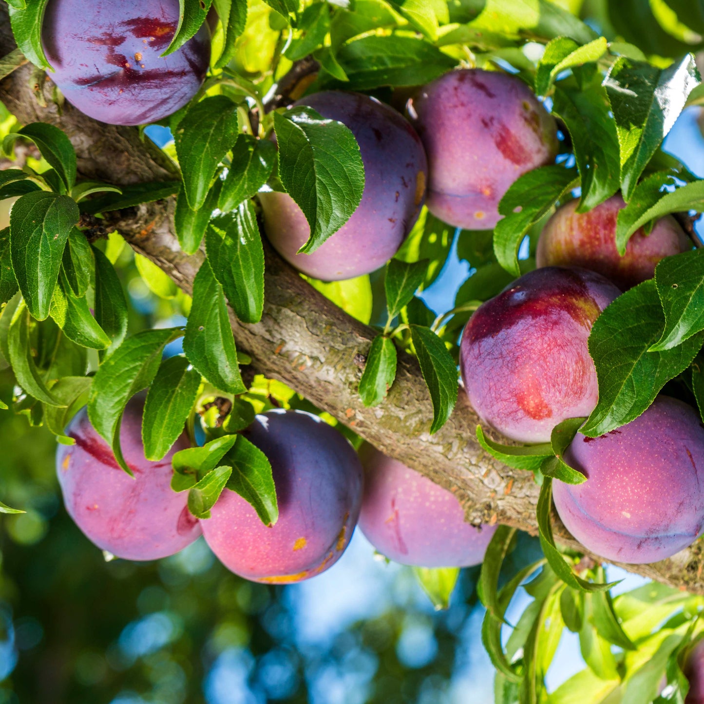 10Pcs Plum Tree Seeds, Fruit Tree, Easy To Grow