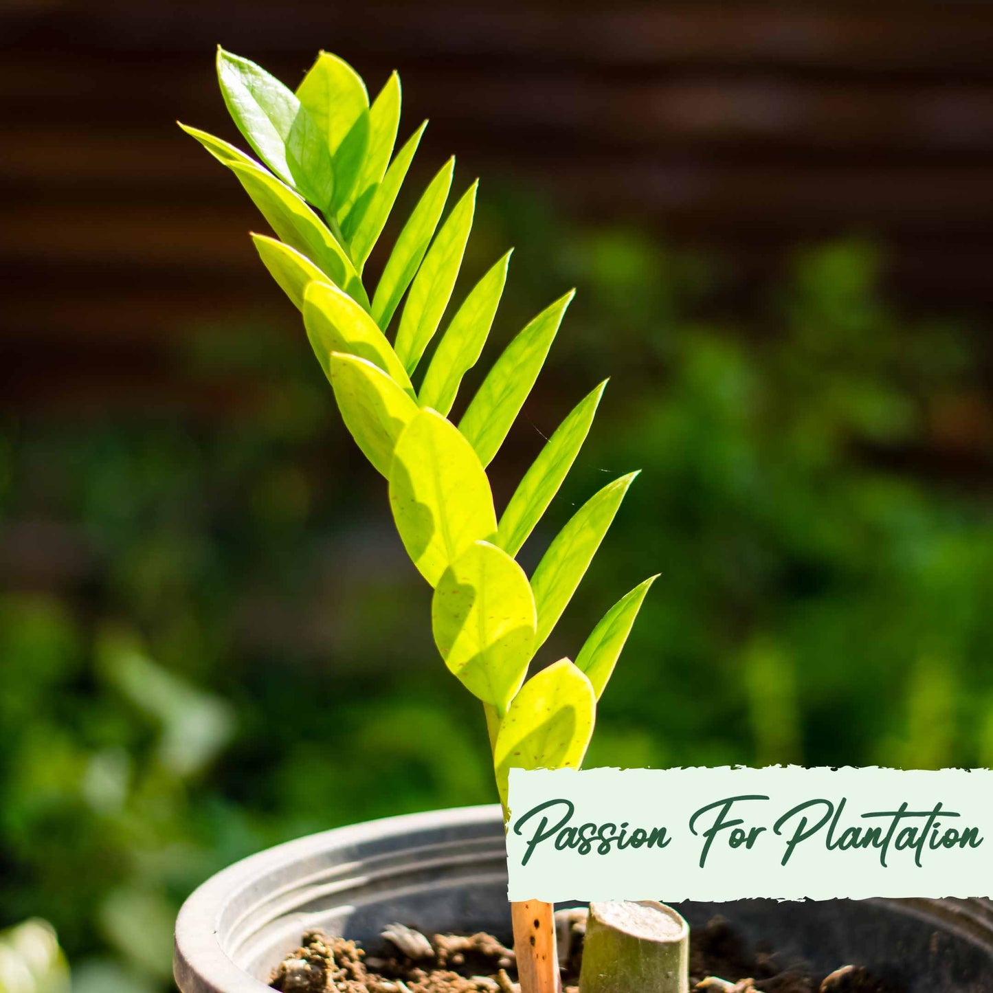 50Pcs Money Tree Plant Seeds (Zamioculcas zamiifolia)