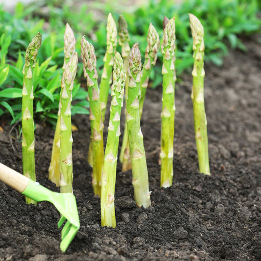 100Pcs Organic Asparagus Plant Seeds