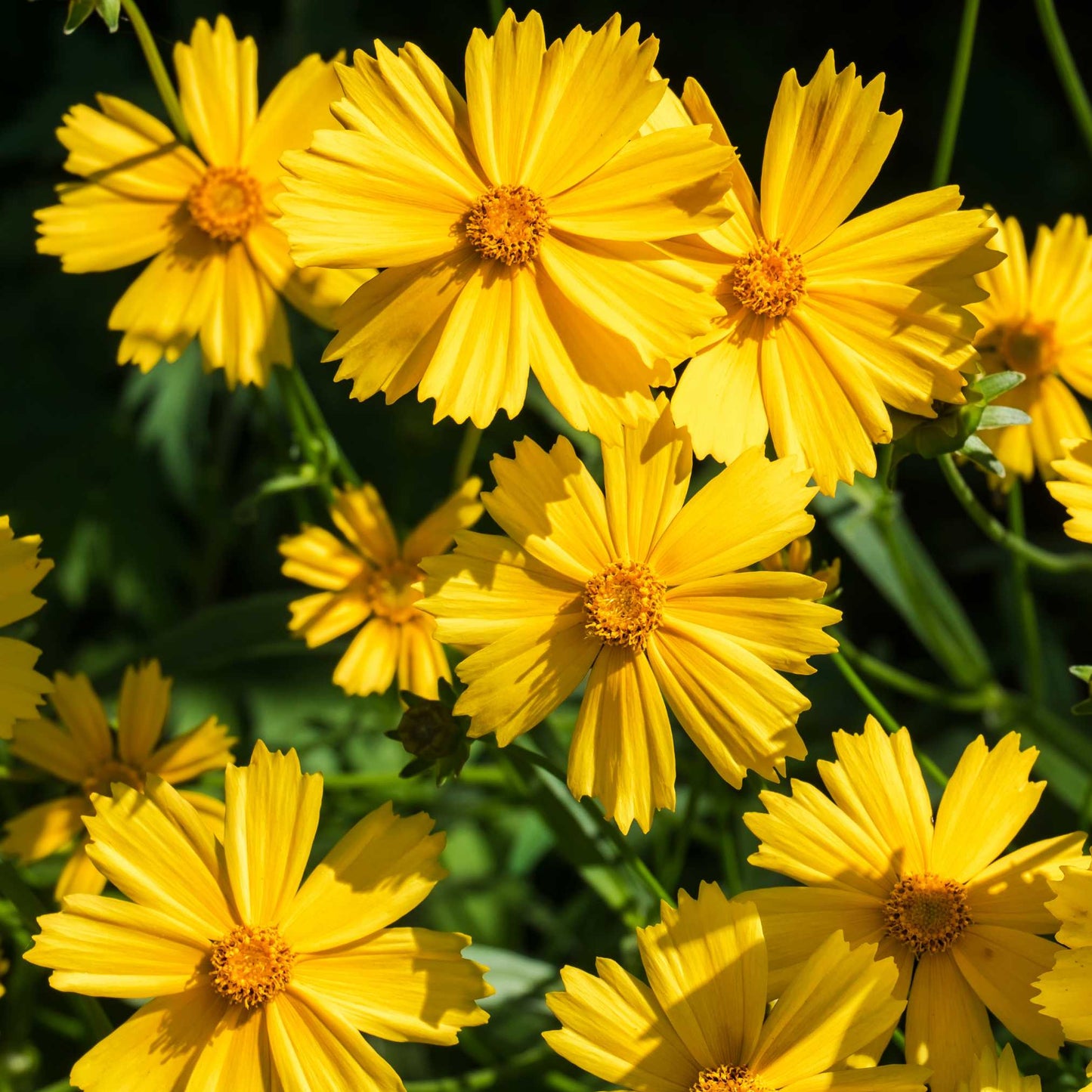 20Pcs Coreopsis Flower Seeds