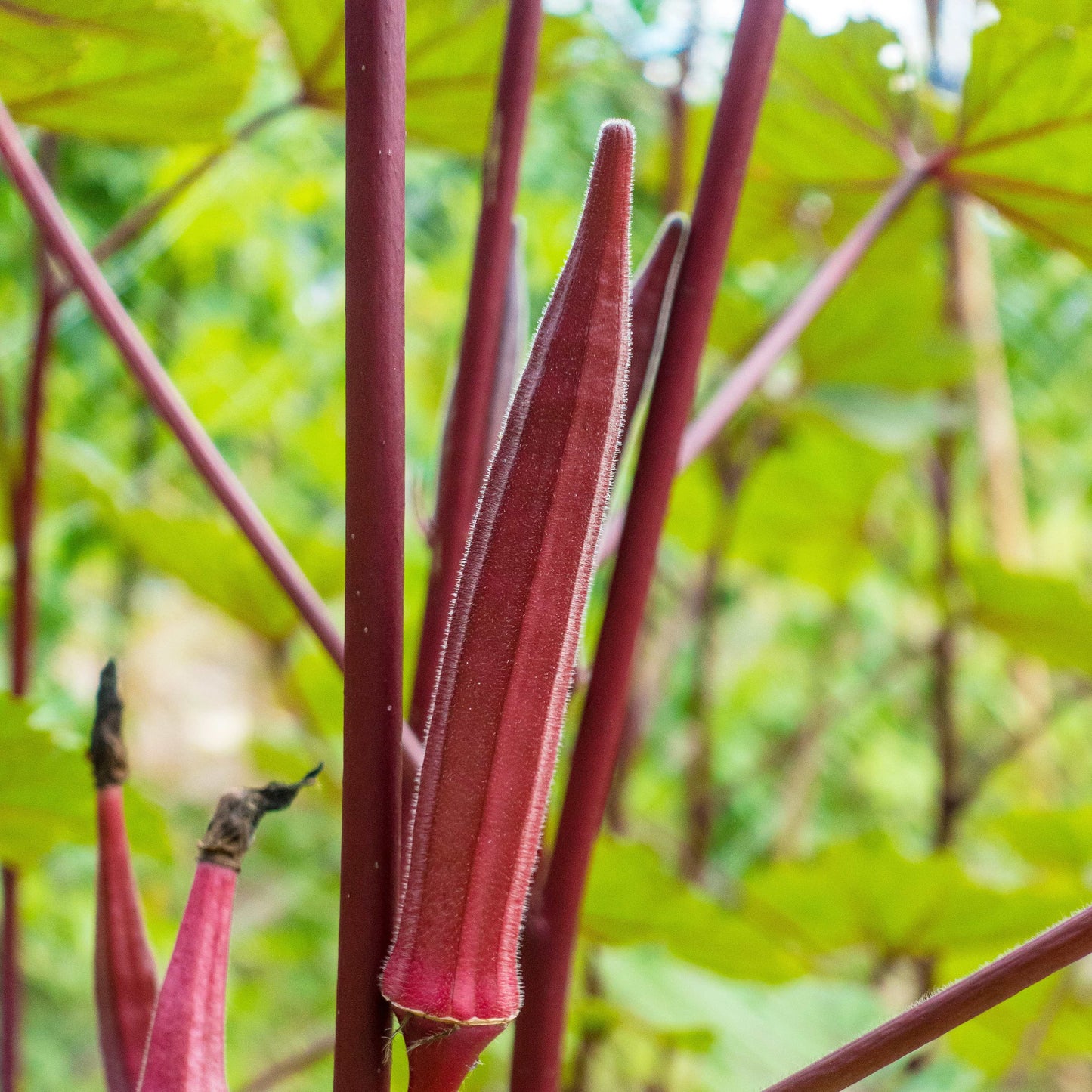 20Pcs Red Okra Seeds