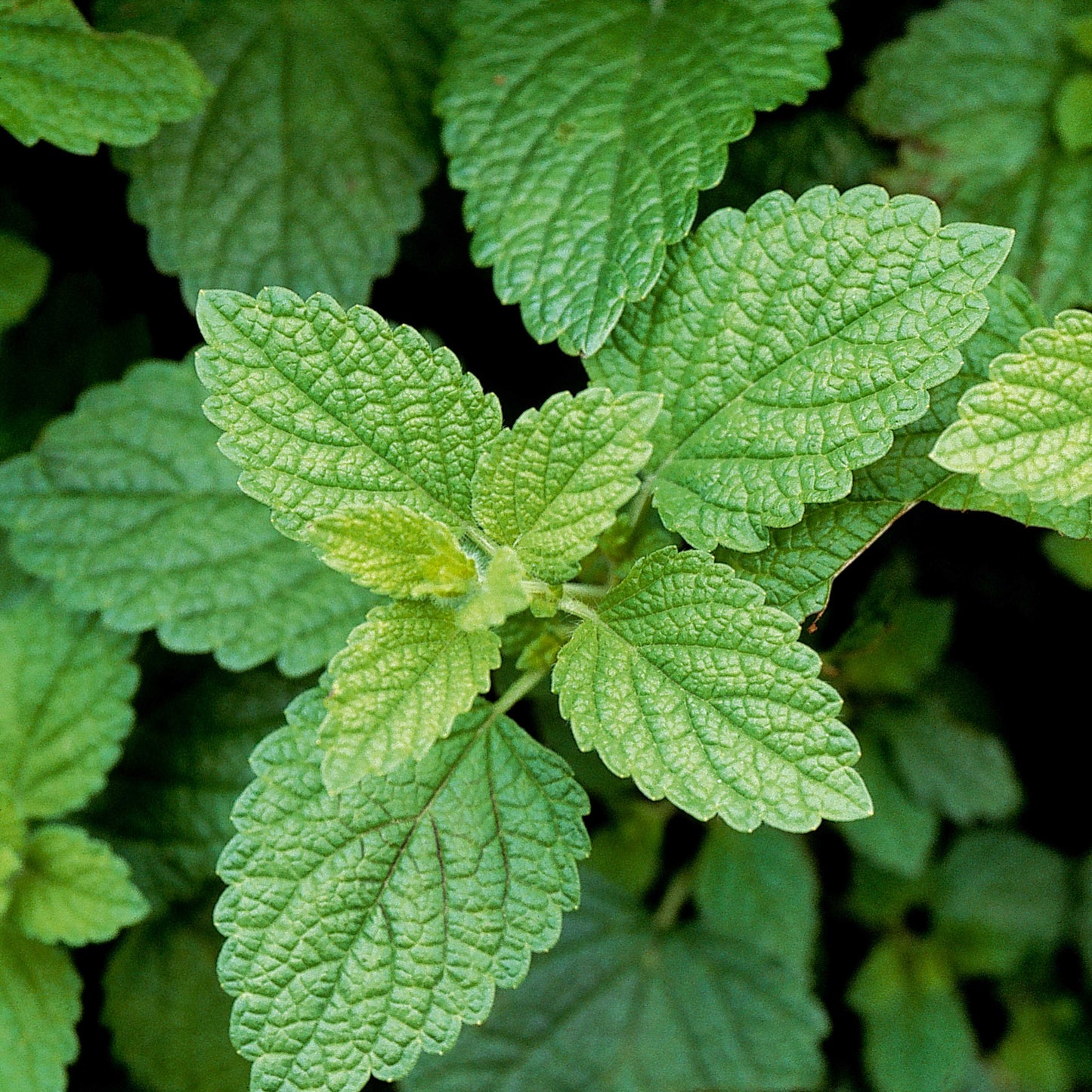 100pcs Lemon Balm Seeds (Melissa officinalis)