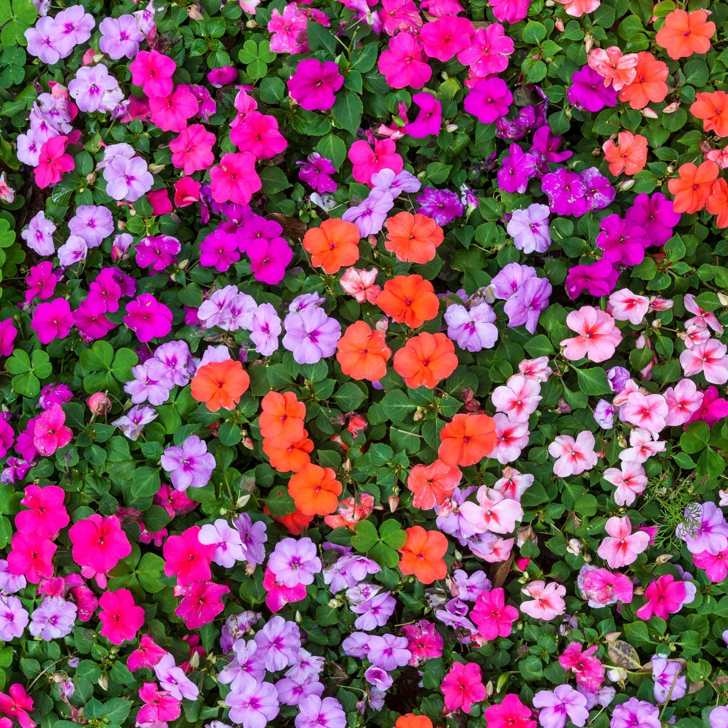 100Pcs Impatiens Flower Seeds Pack