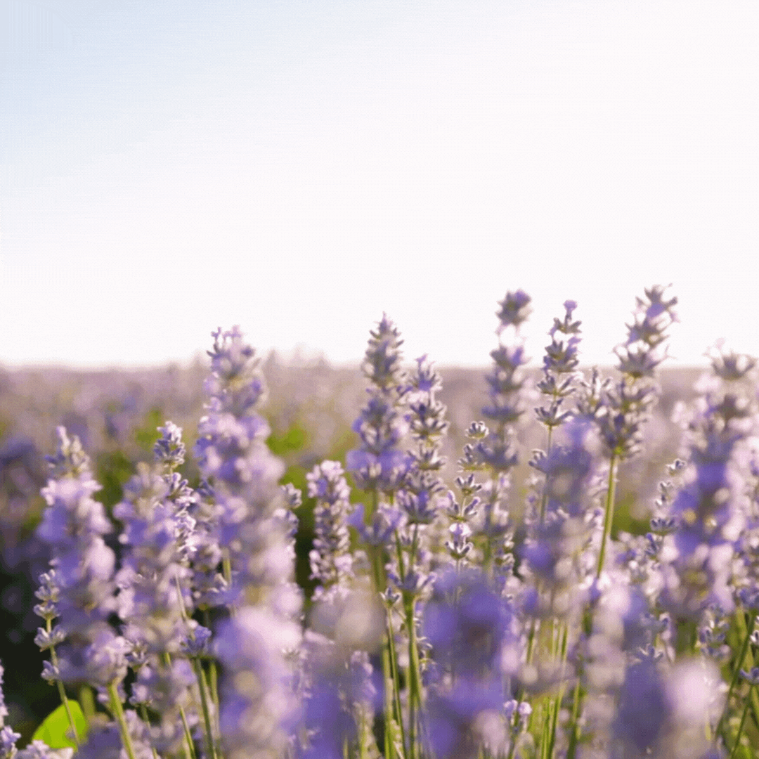 200Pcs Organic Empress Lavender Herb Flower Seeds