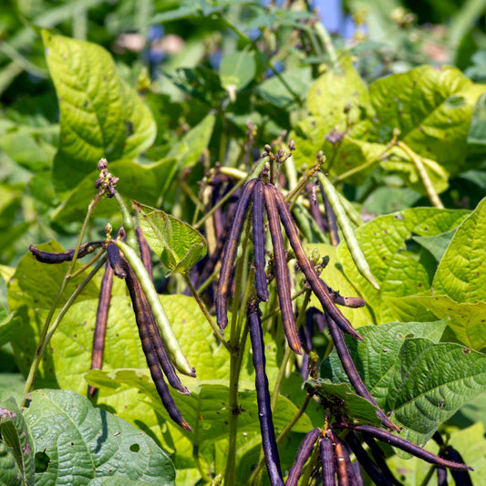 Organic Black Bean Seeds Pack