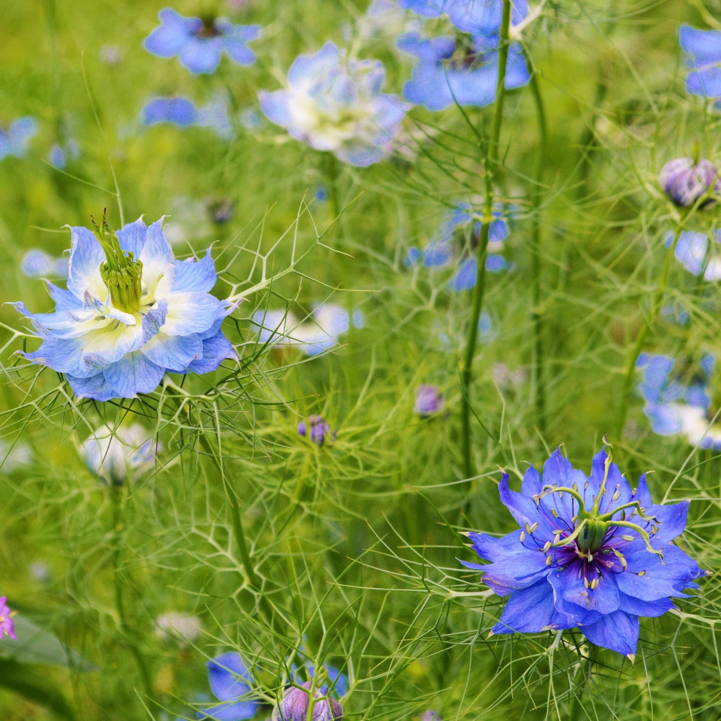 30Pcs Love in a Mist Flower Seeds