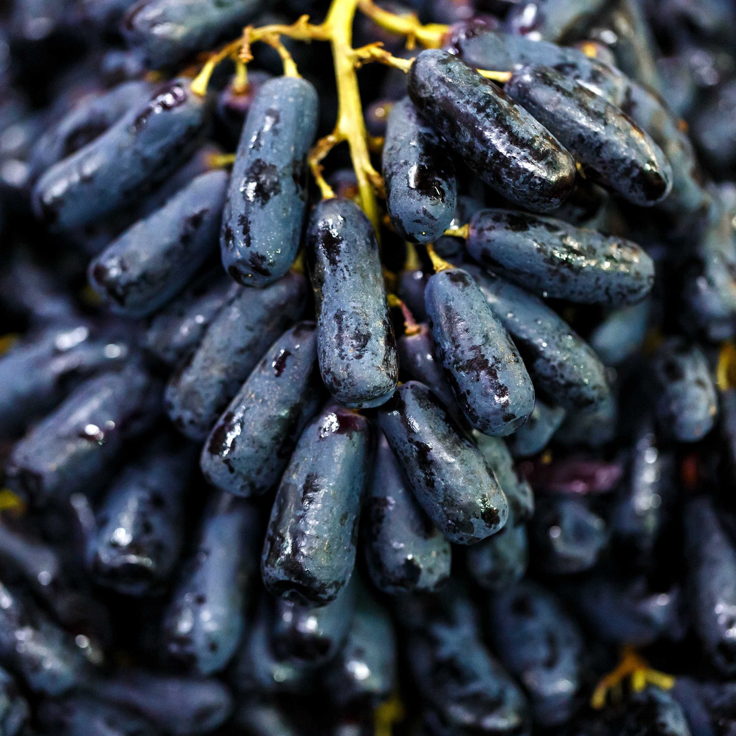 10Pcs Black Finger Grape Seeds, Grape Heirloom Seeds, Heirloom Fruit Seeds, Rare Seeds