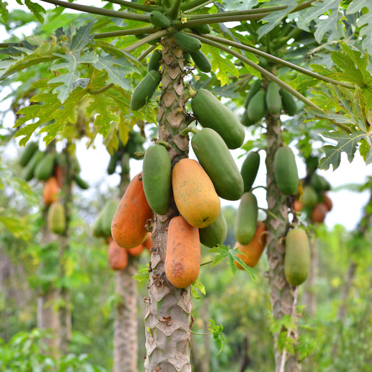 20Pcs Organic Papaya Seeds