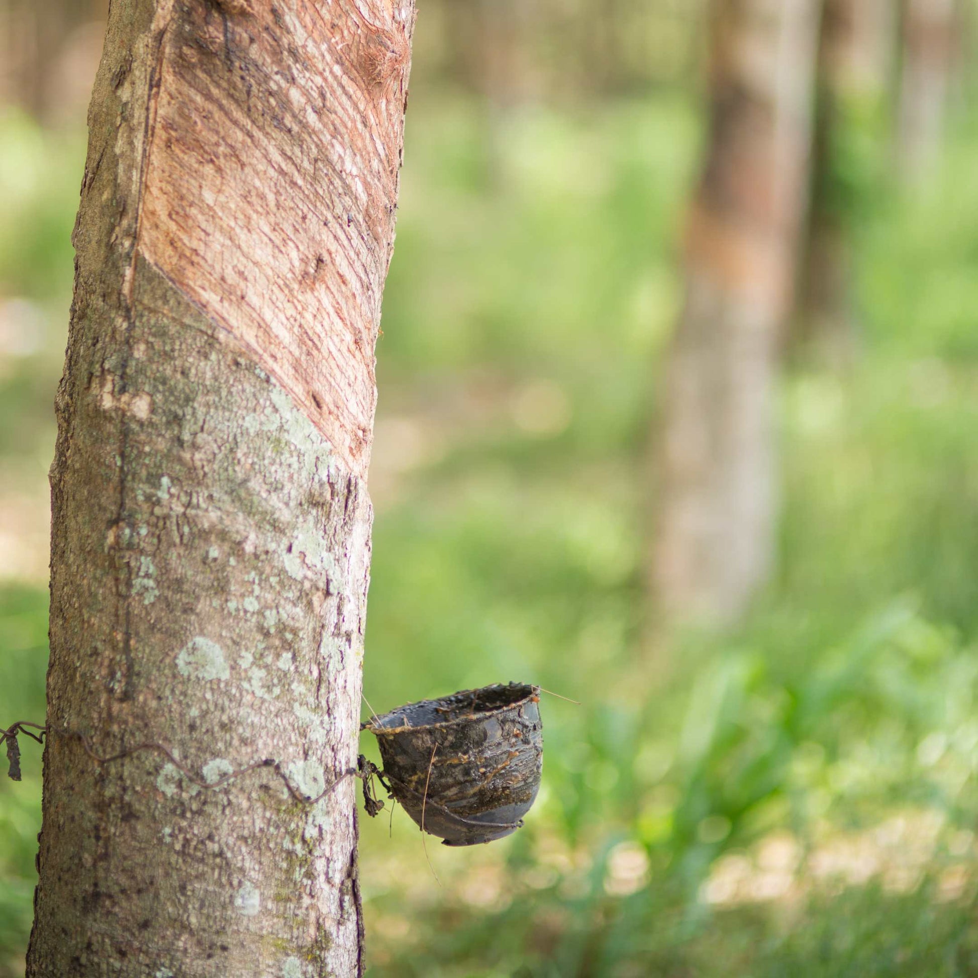 rubber tree plant seeds 5pcs Professional Grade Rubber Tree Plant Seeds – Passion For Plantation