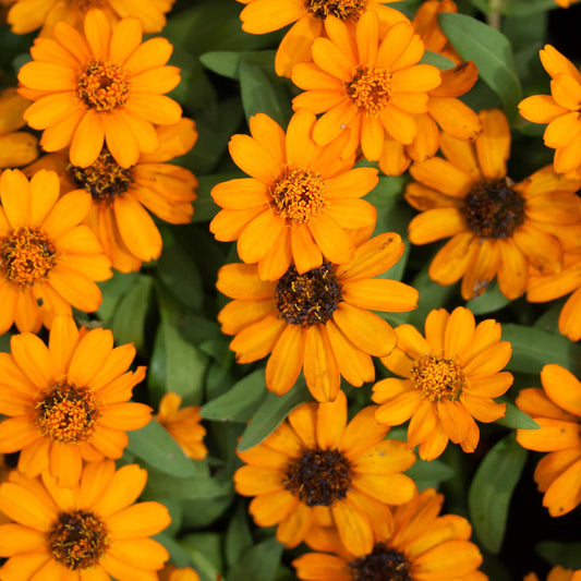 100Pcs Organic Calendula Flower Seeds Pack