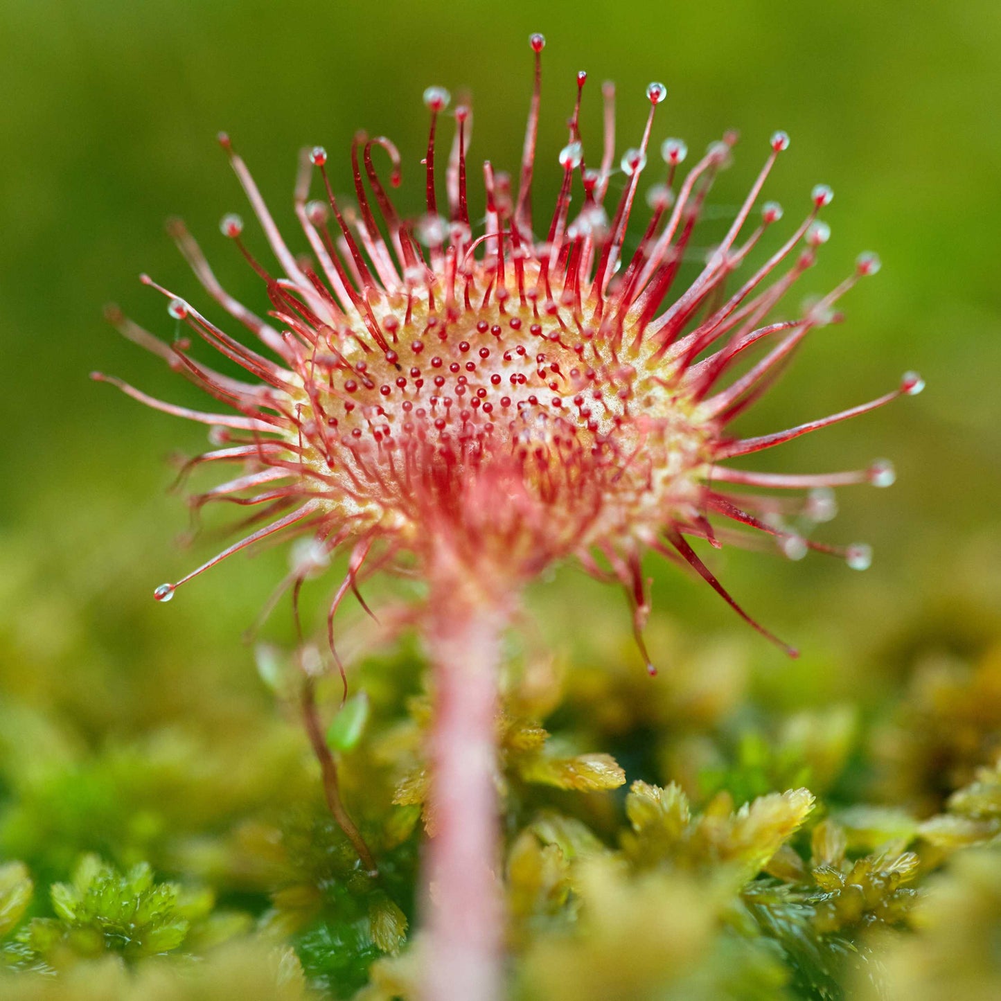 50Pcs Carnivorous Sundew Plant Drosera Flower Seed