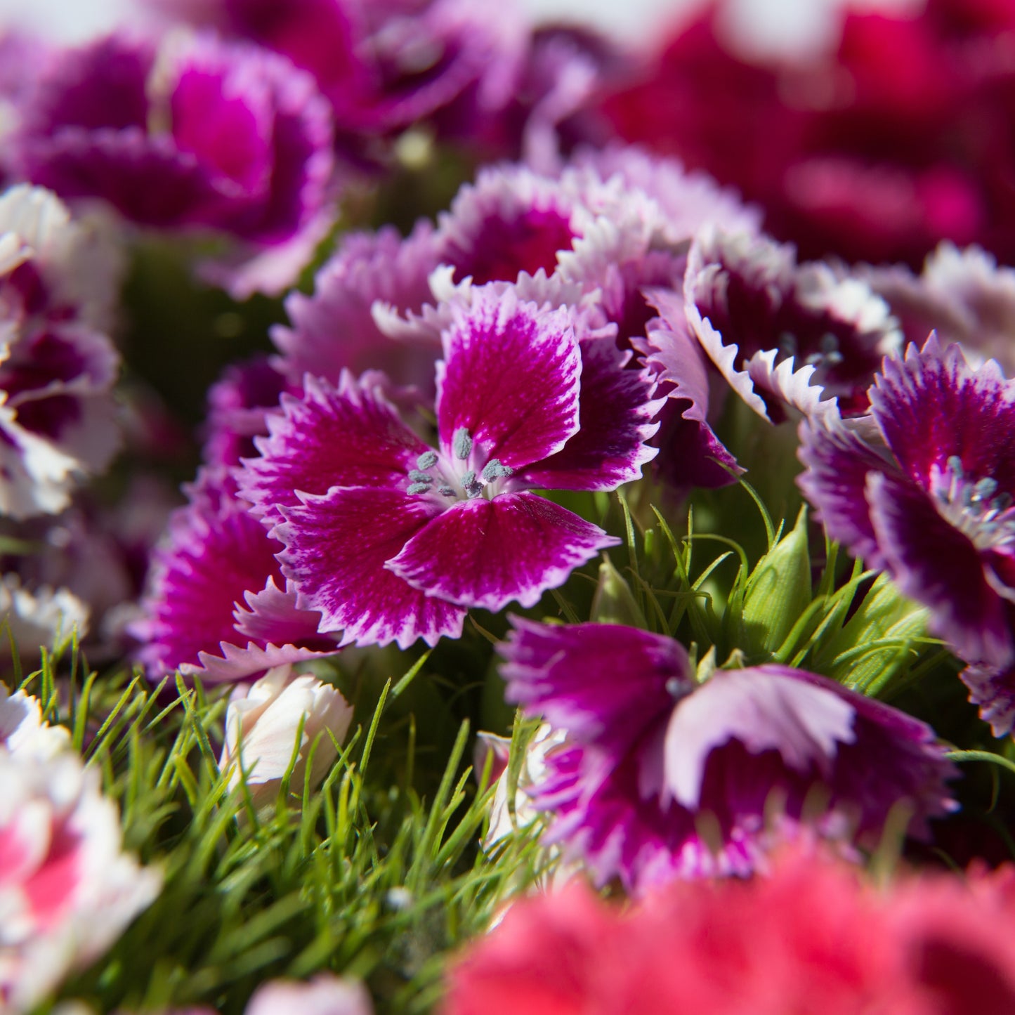 100Pcs Mixed Multicolor Sweet William Flower Seeds