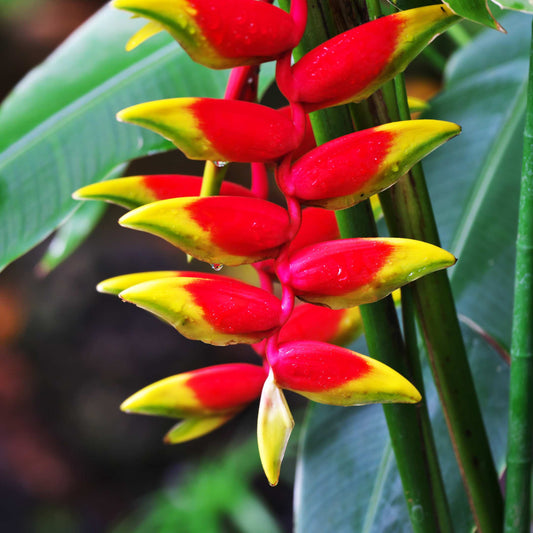 5Pcs Heliconia Wagneriana Ornamental Plant Seeds