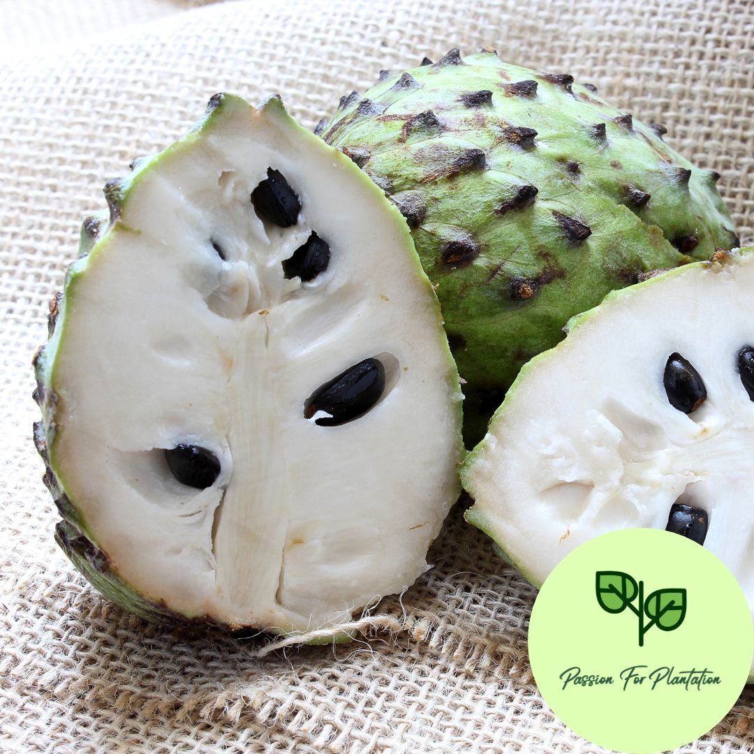 5Pcs Soursop Fruit Seeds