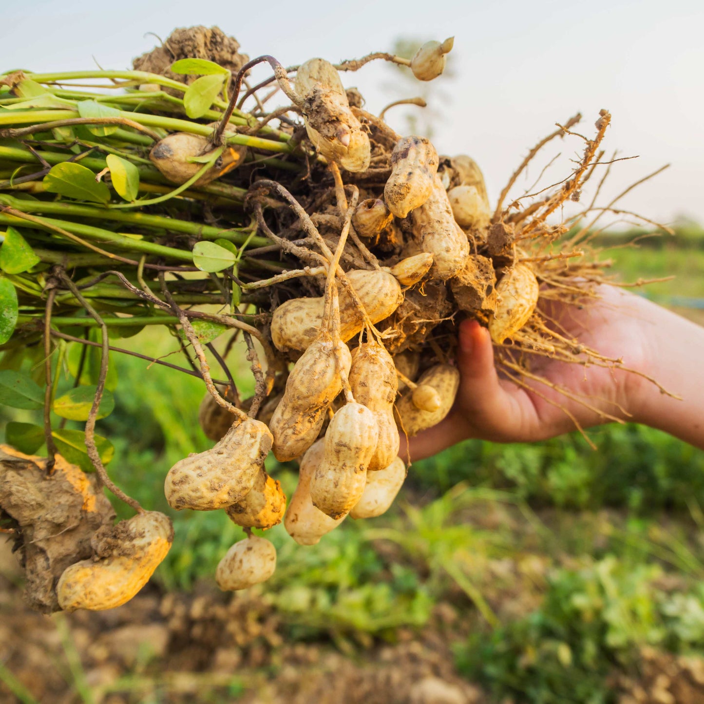 10Pcs Peanut Seeds