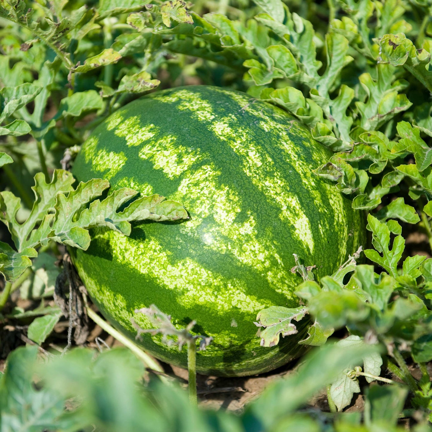 20Pcs King Watermelon Seeds