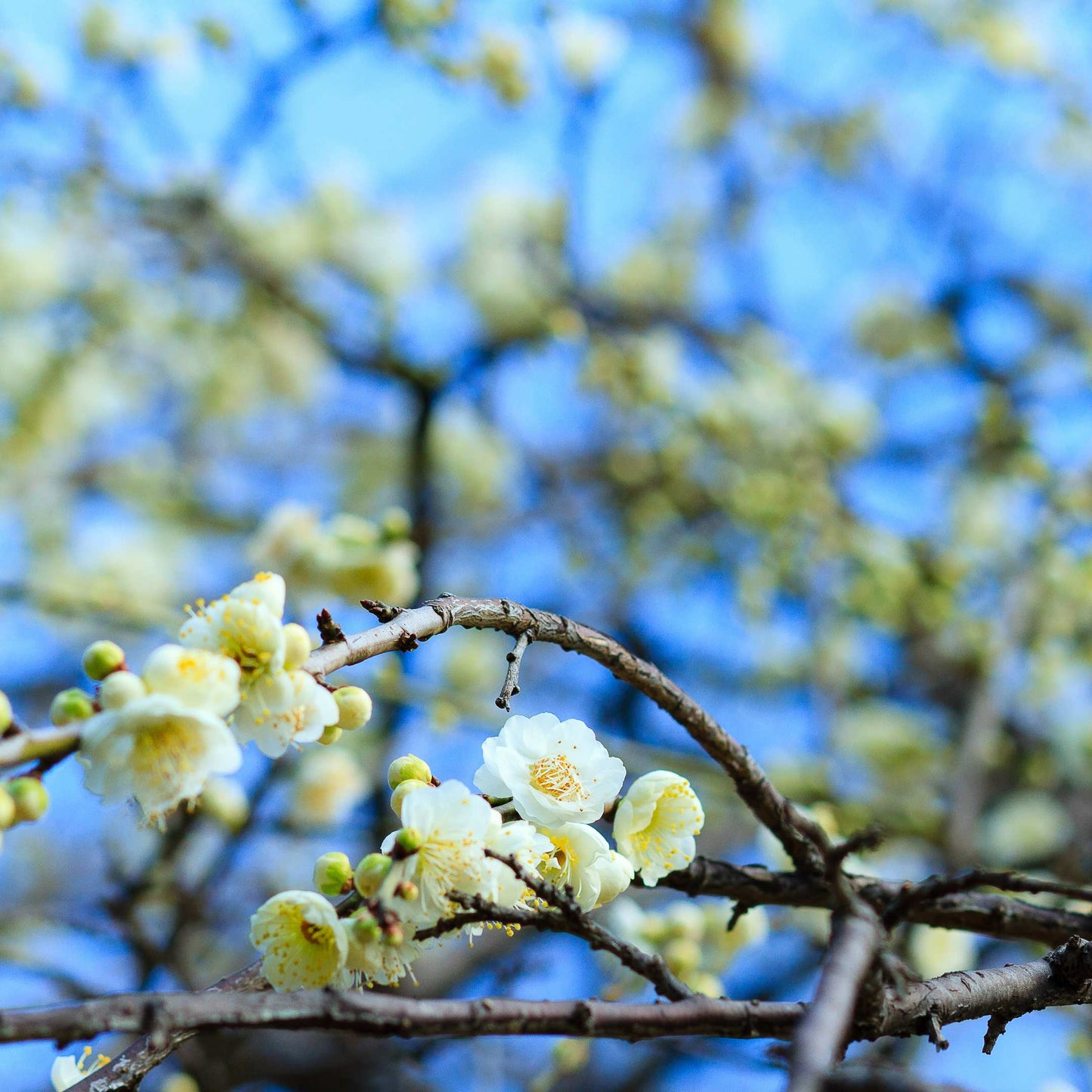 20Pcs Japanese Plum Blossom / Ume Flower Seeds