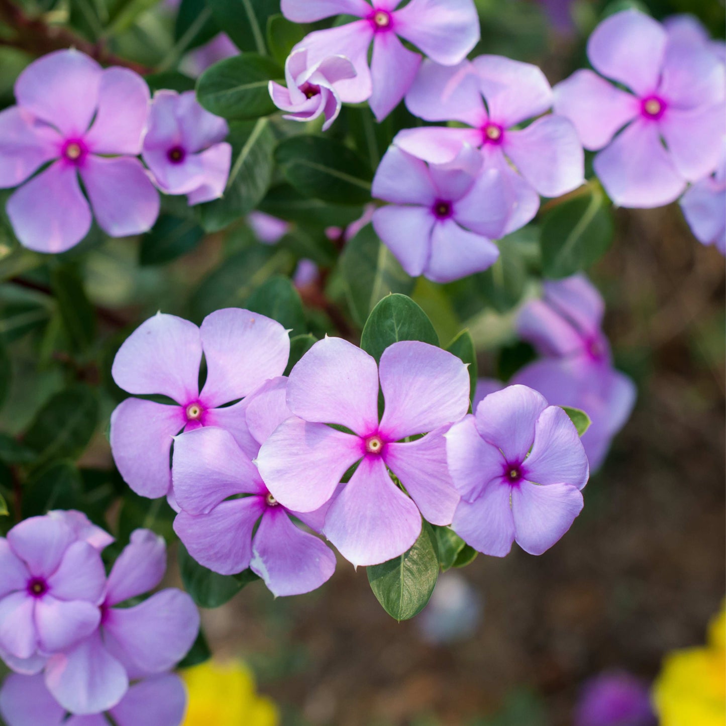 100Pcs Vinca Flower Seeds