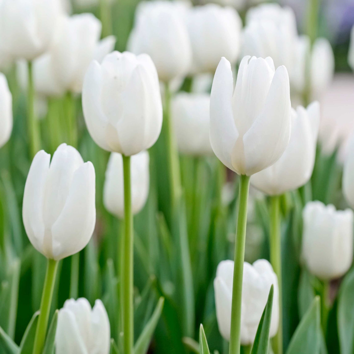 50Pcs Mixed Color Tulip Seeds
