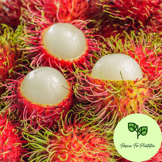 5Pcs Exotic Rambutan Fruit Seeds