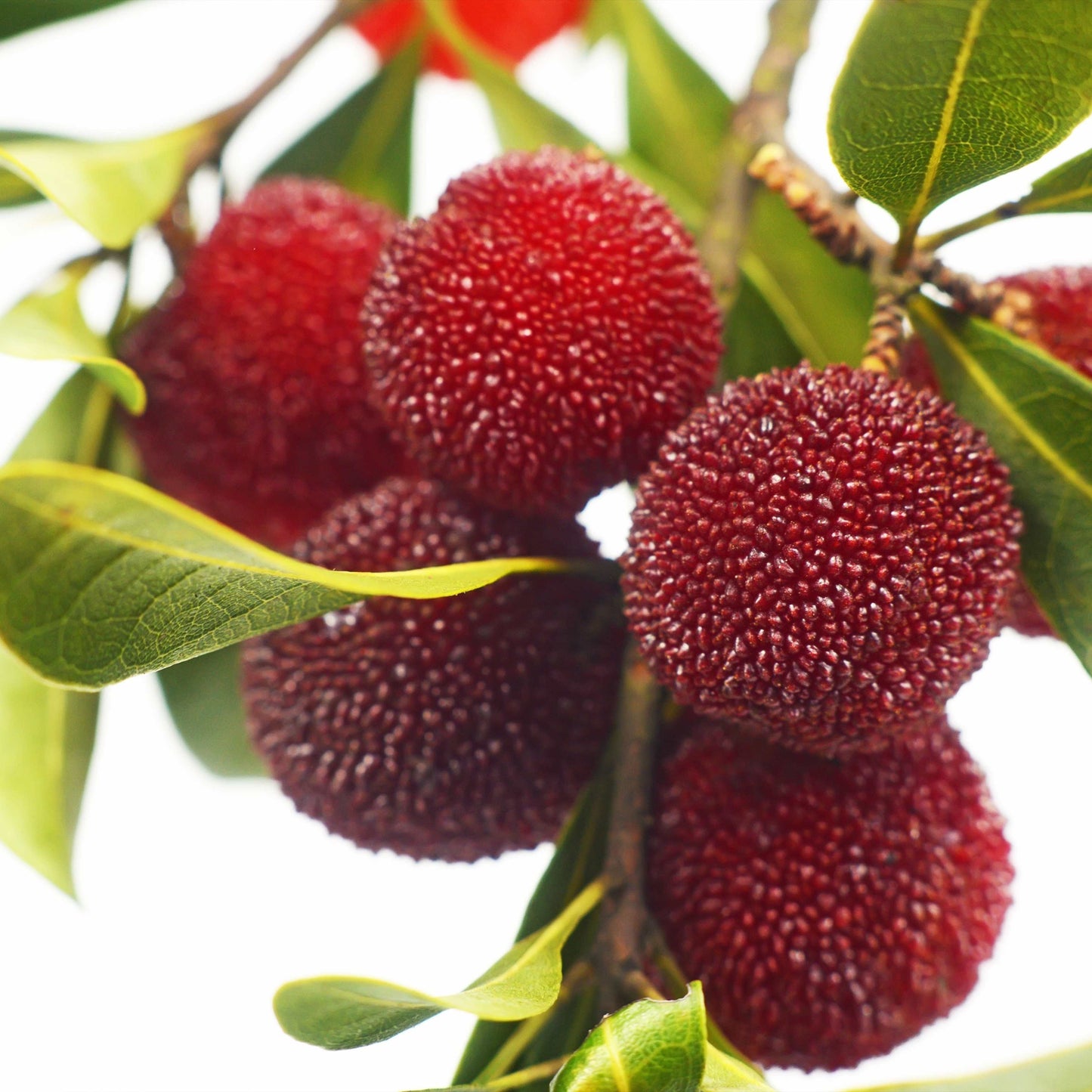 5Pcs Yangmei (Bayberry) Plant Seeds