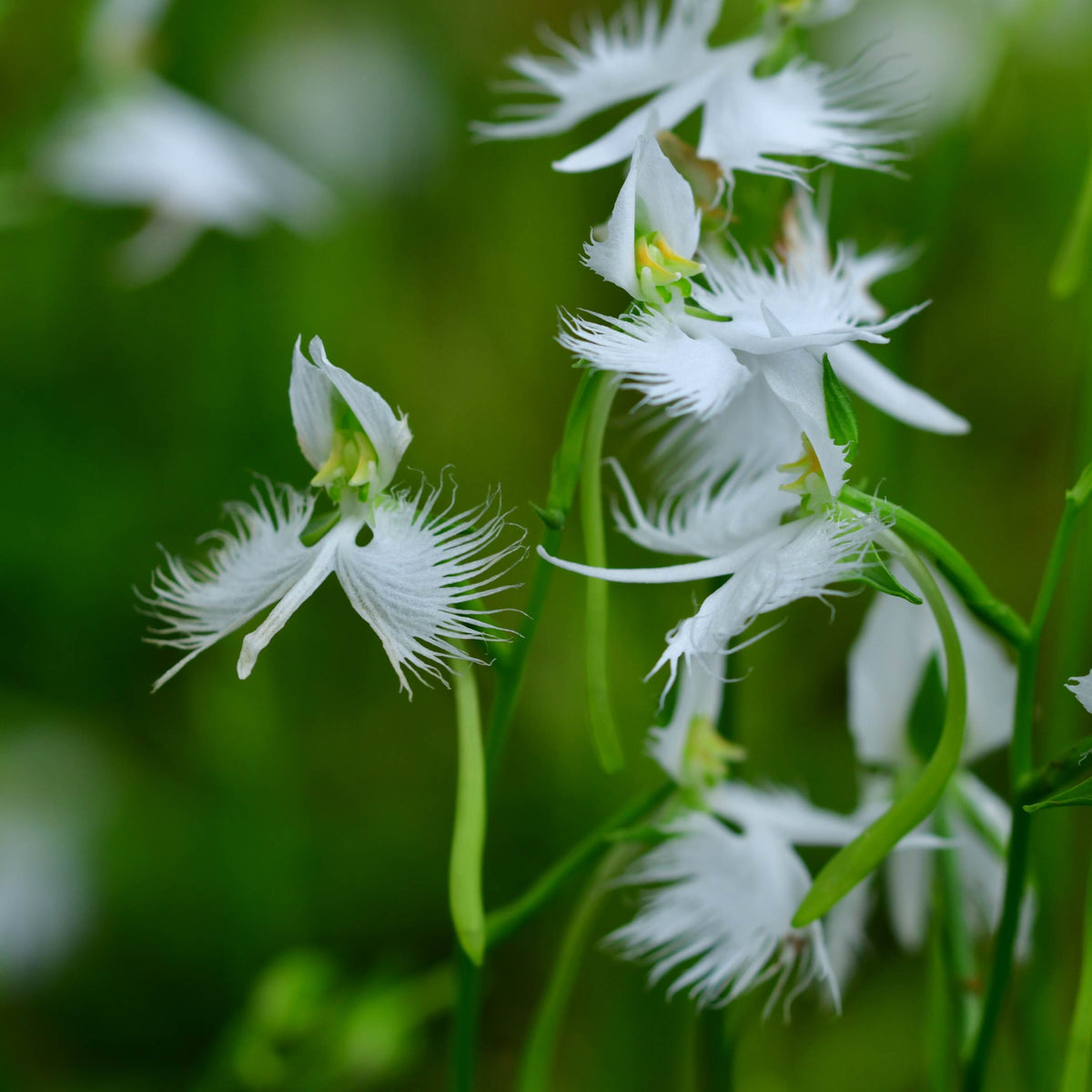 Japanese Radiata White Egret Orchid Plant – Passion For Plantation
