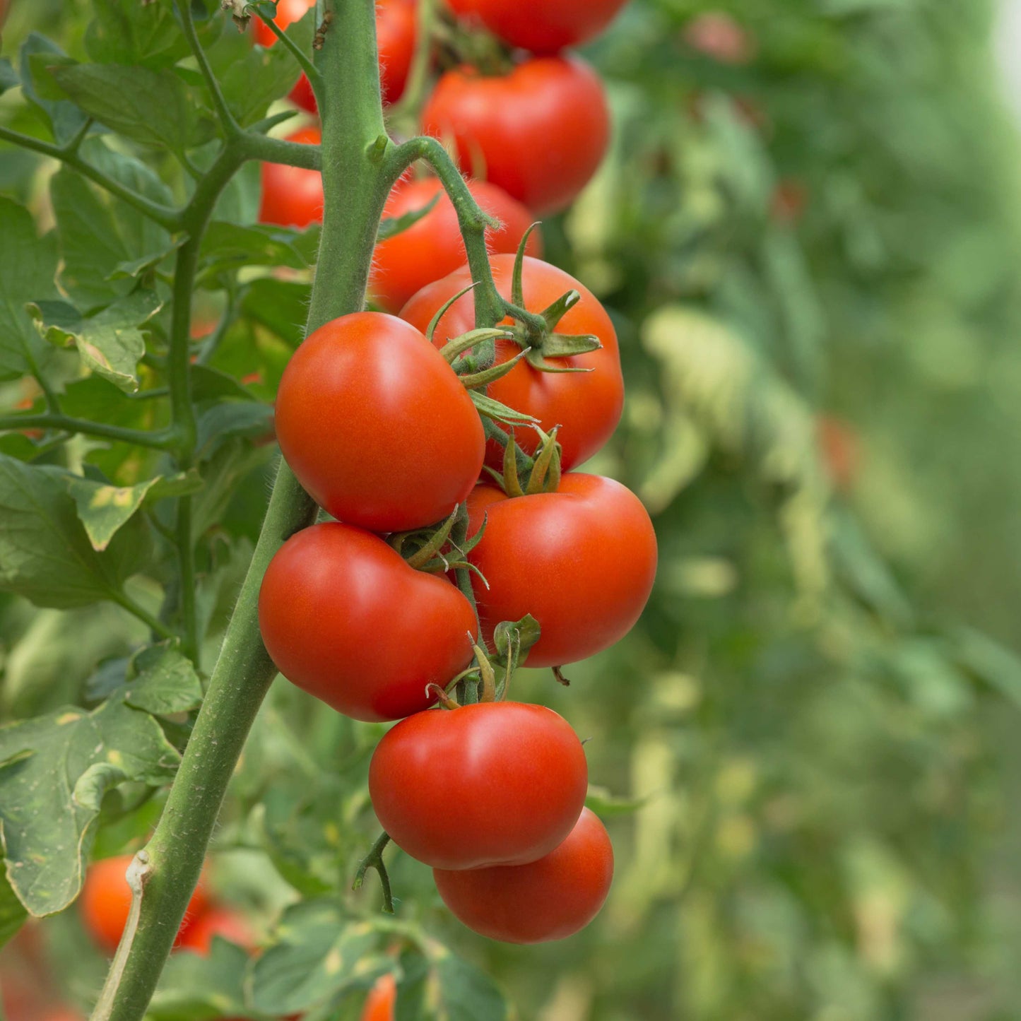 100Pcs Tomato Plant Seeds