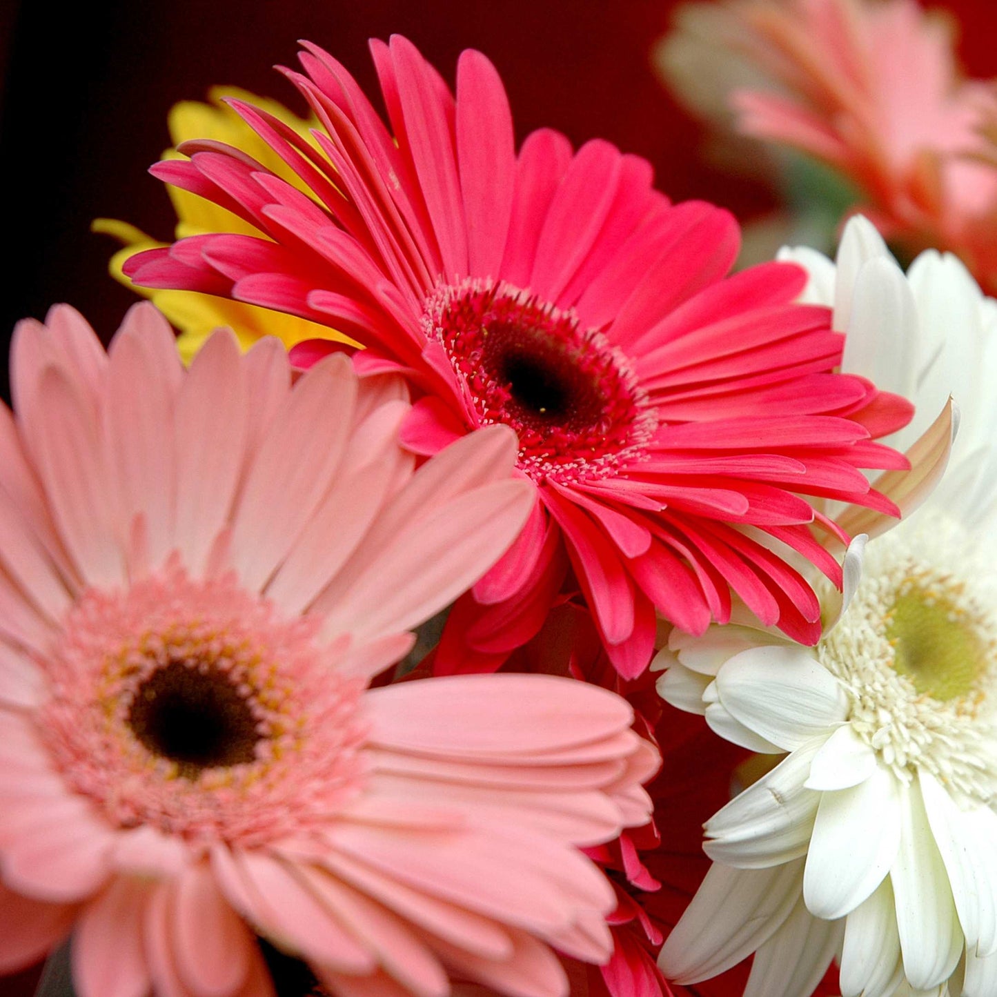 50Pcs Gerbera Daisy Flower Seeds Pack