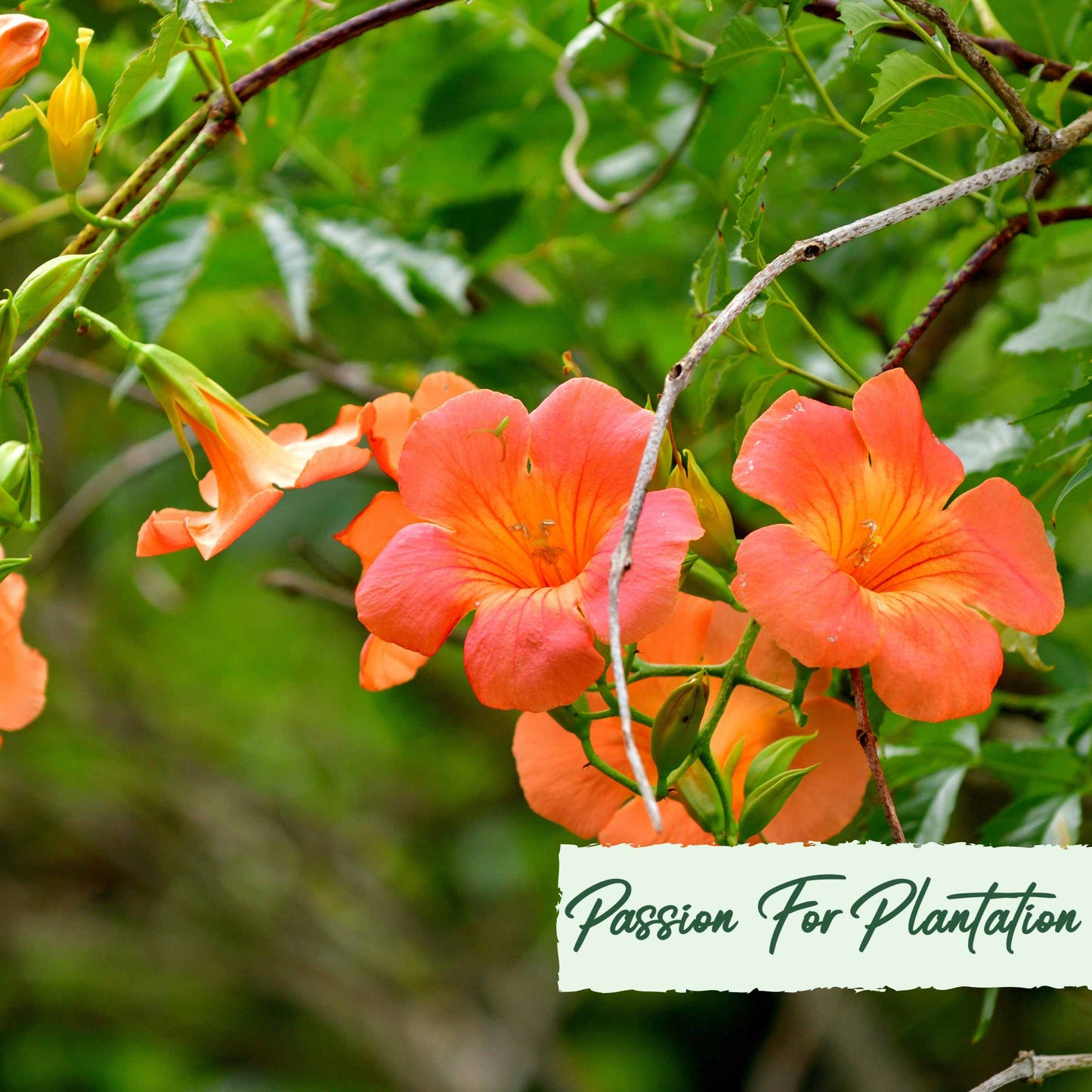 50Pcs Trumpet Vine (Campsis radicans) Seeds