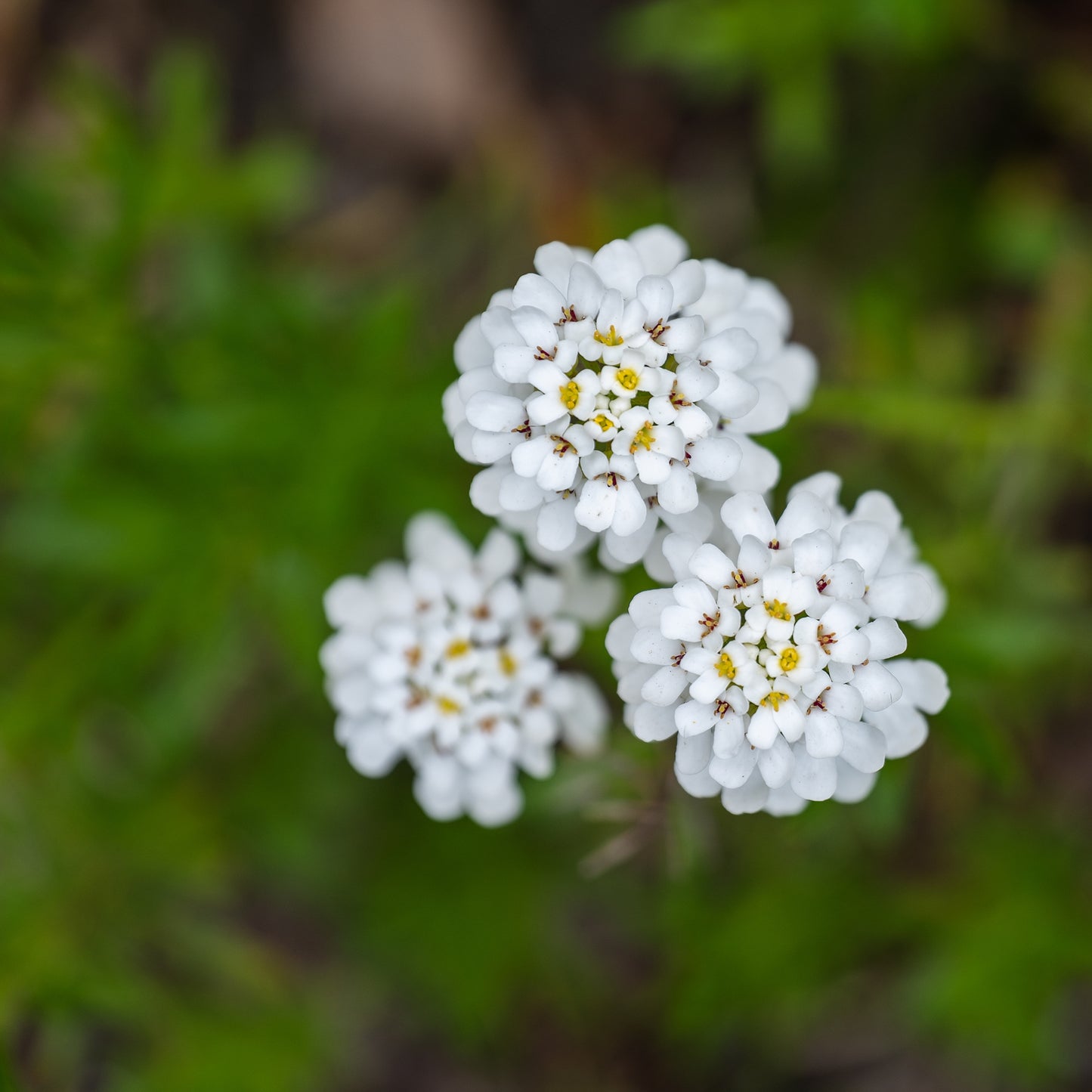 Bee Flower, Evergreen candytuft, Iberis sempervirens, Flower Seeds,