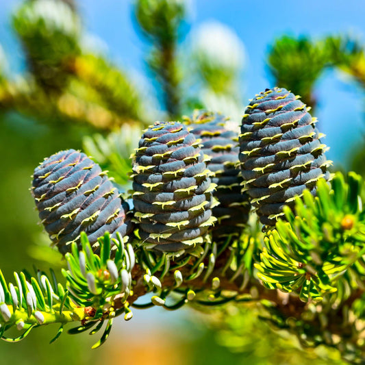 20Pcs Korean Fir Plant Seeds