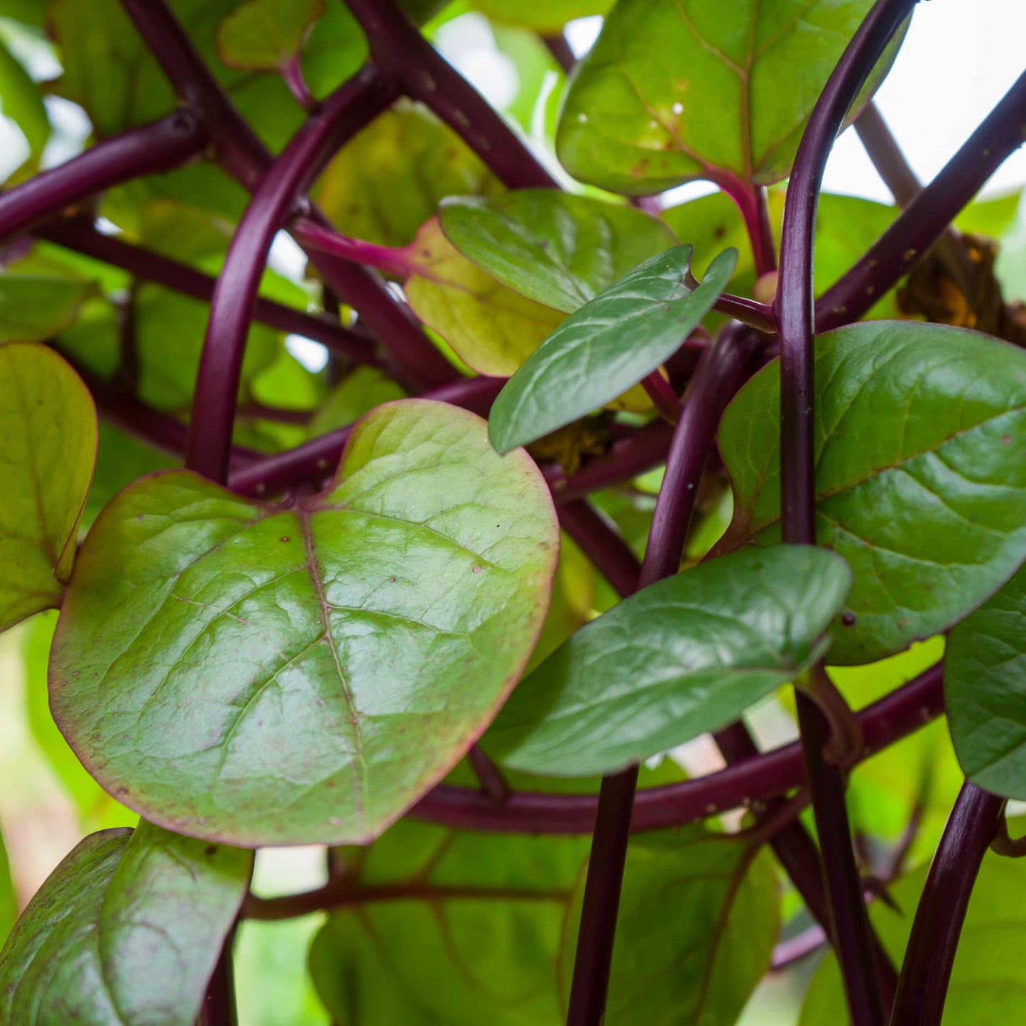 200Pcs Malabar Spinach Seeds