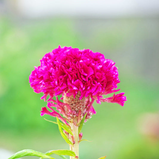100Pcs Cockscomb (Celosia Spicata) Seeds