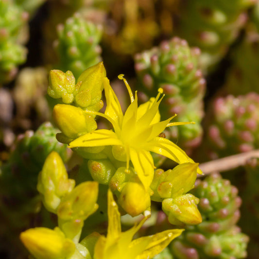 100Pcs Goldmoss Sedum (Sedum acre) Seeds