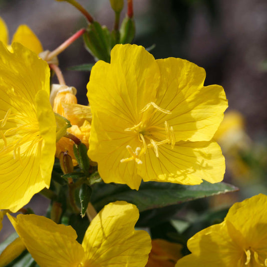 100Pcs Evening Primrose Flower Seeds Pack