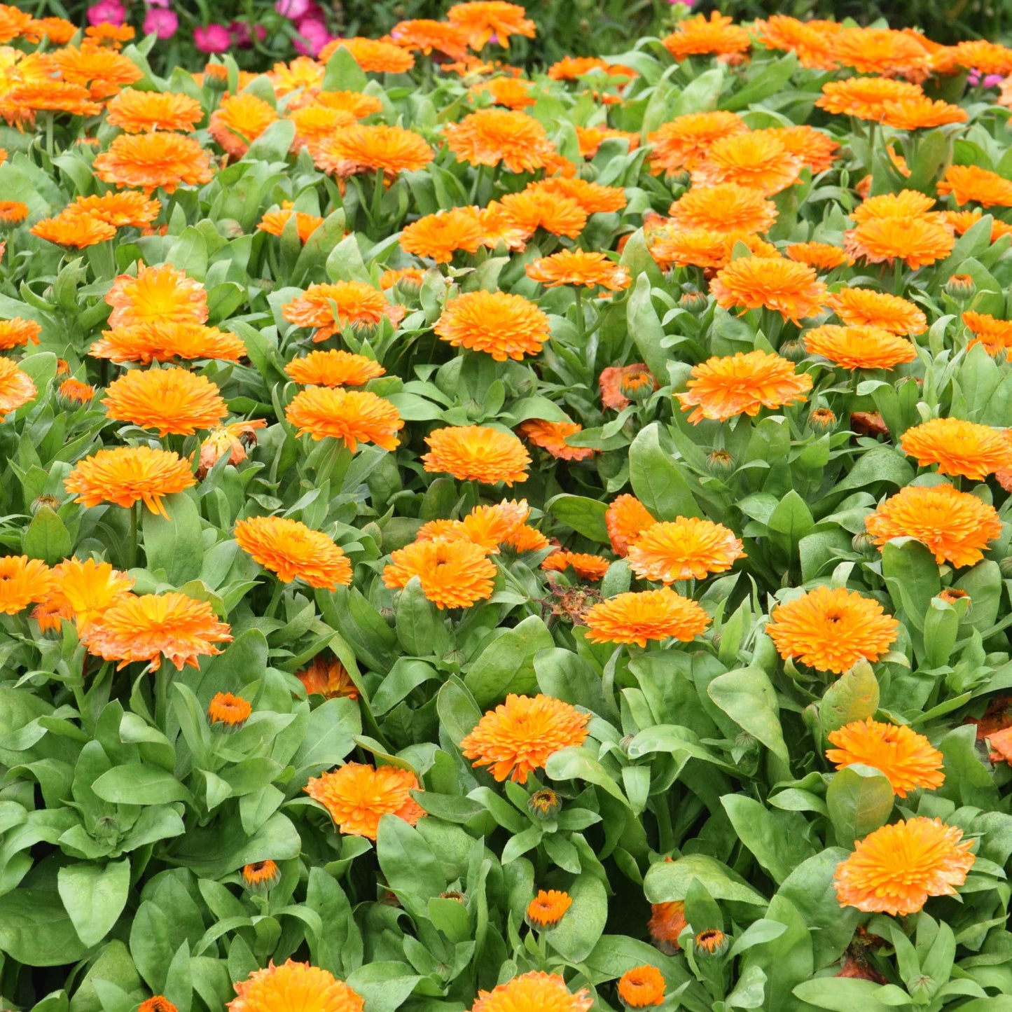 100Pcs African Marigold Seeds Pack