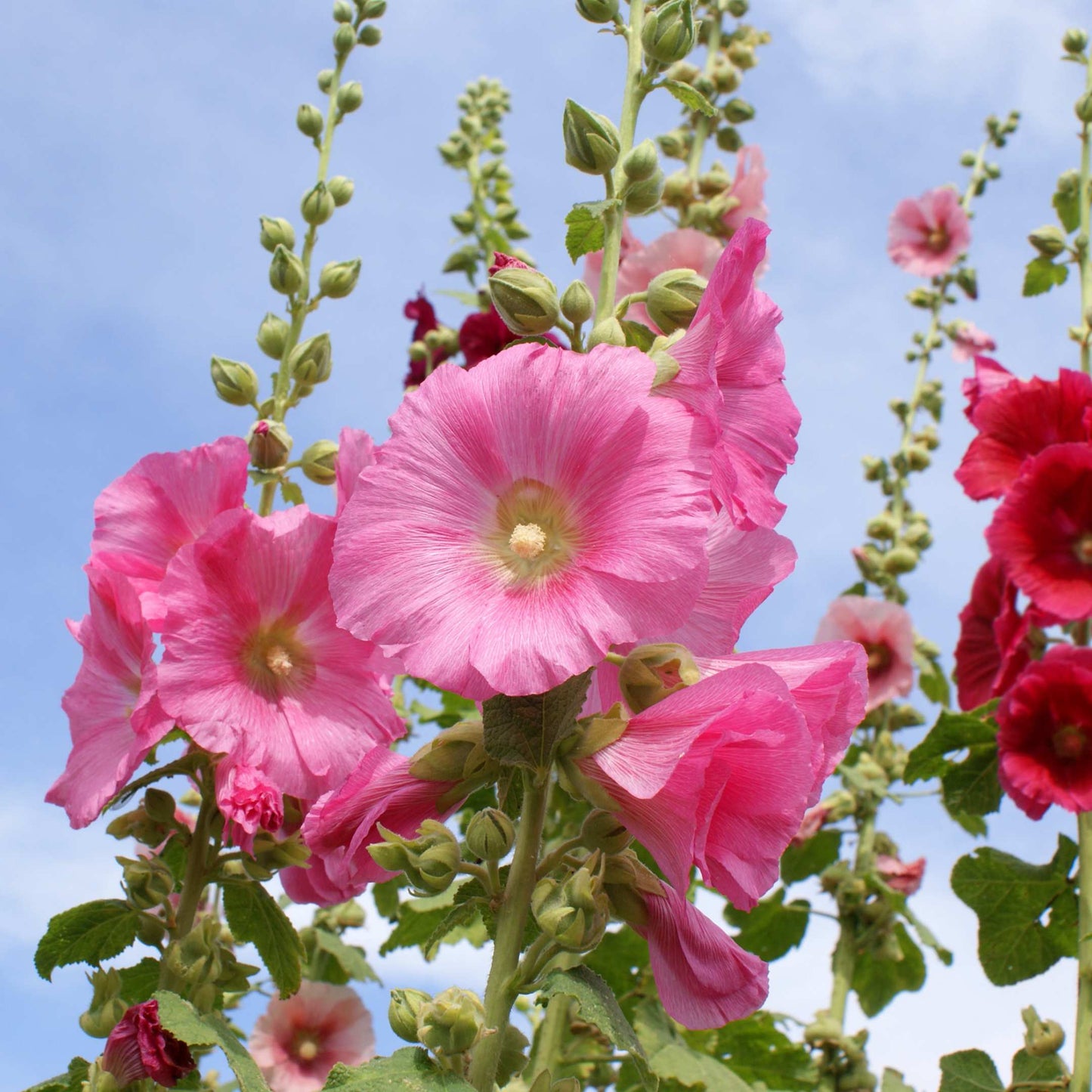 200Pcs Hollyhock Seeds Pack