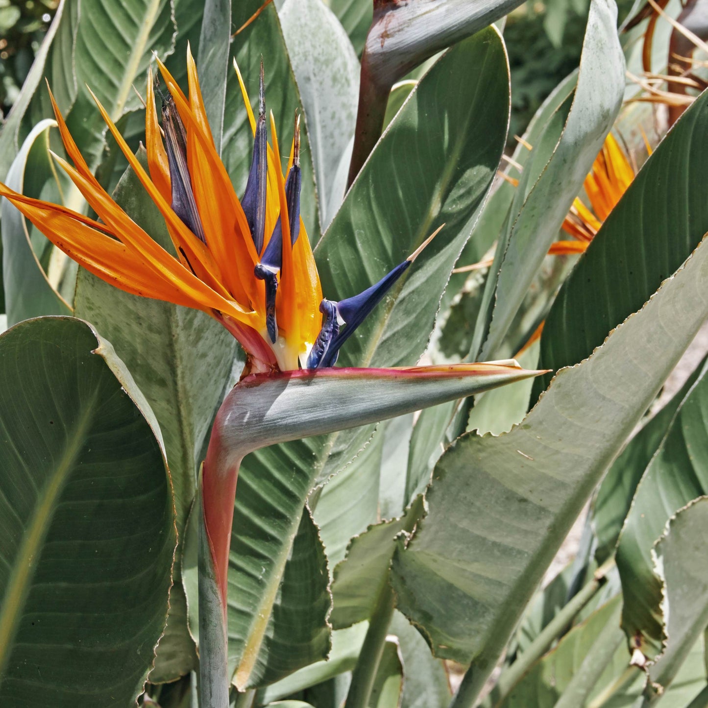 Strelitzia Reginae (Birds of Paradise) Flower Seeds