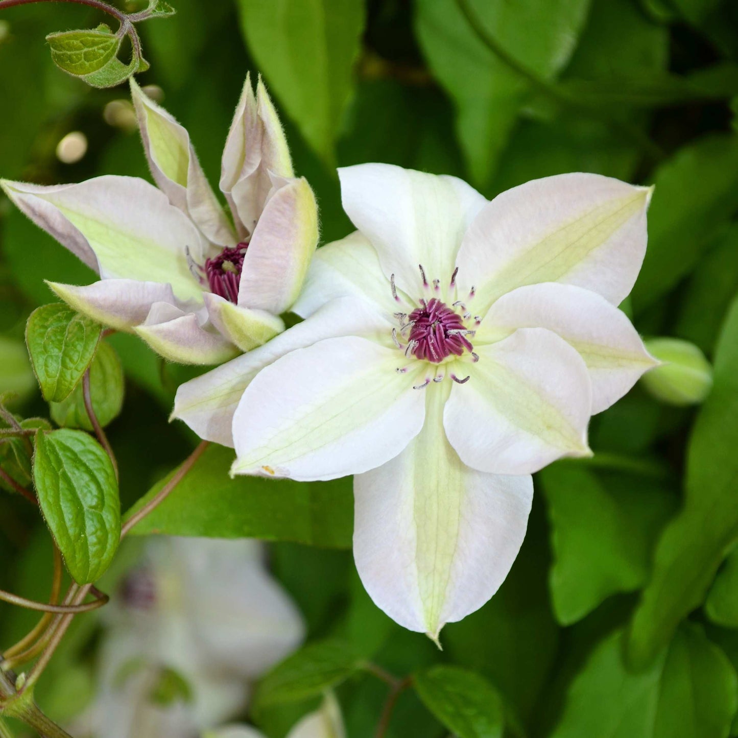 100Pcs Clematis Vine Flower Seeds