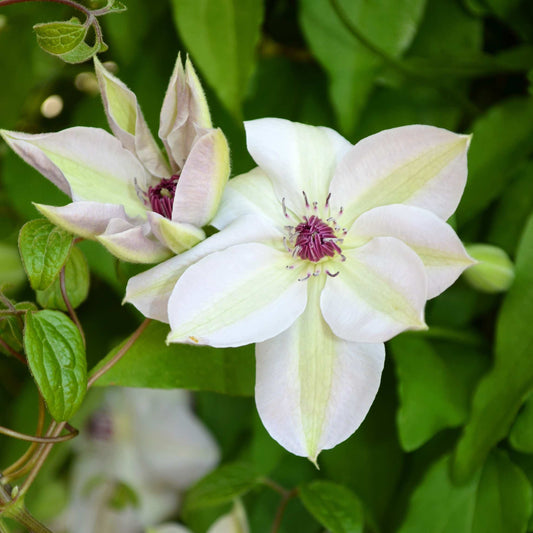 100Pcs Clematis Vine Flower Seeds