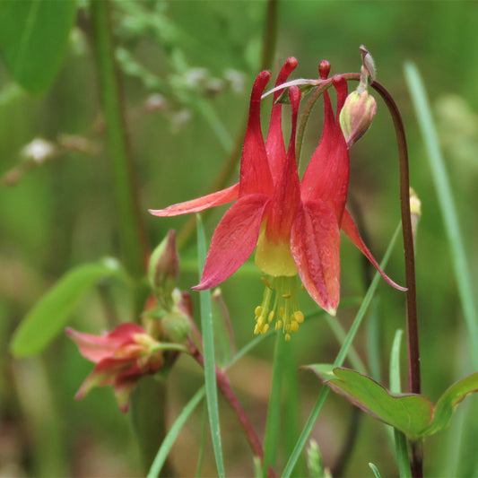 100Pcs Wild Columbine Flower Seeds
