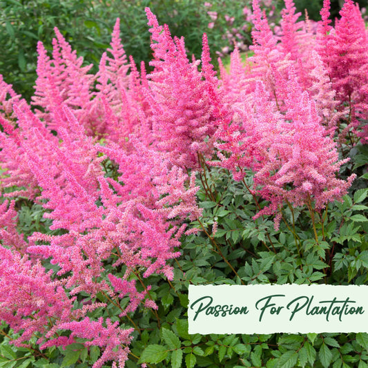 Astilbe Bunter Mix Flower Seeds (Astilbe Arendsii Bunter)