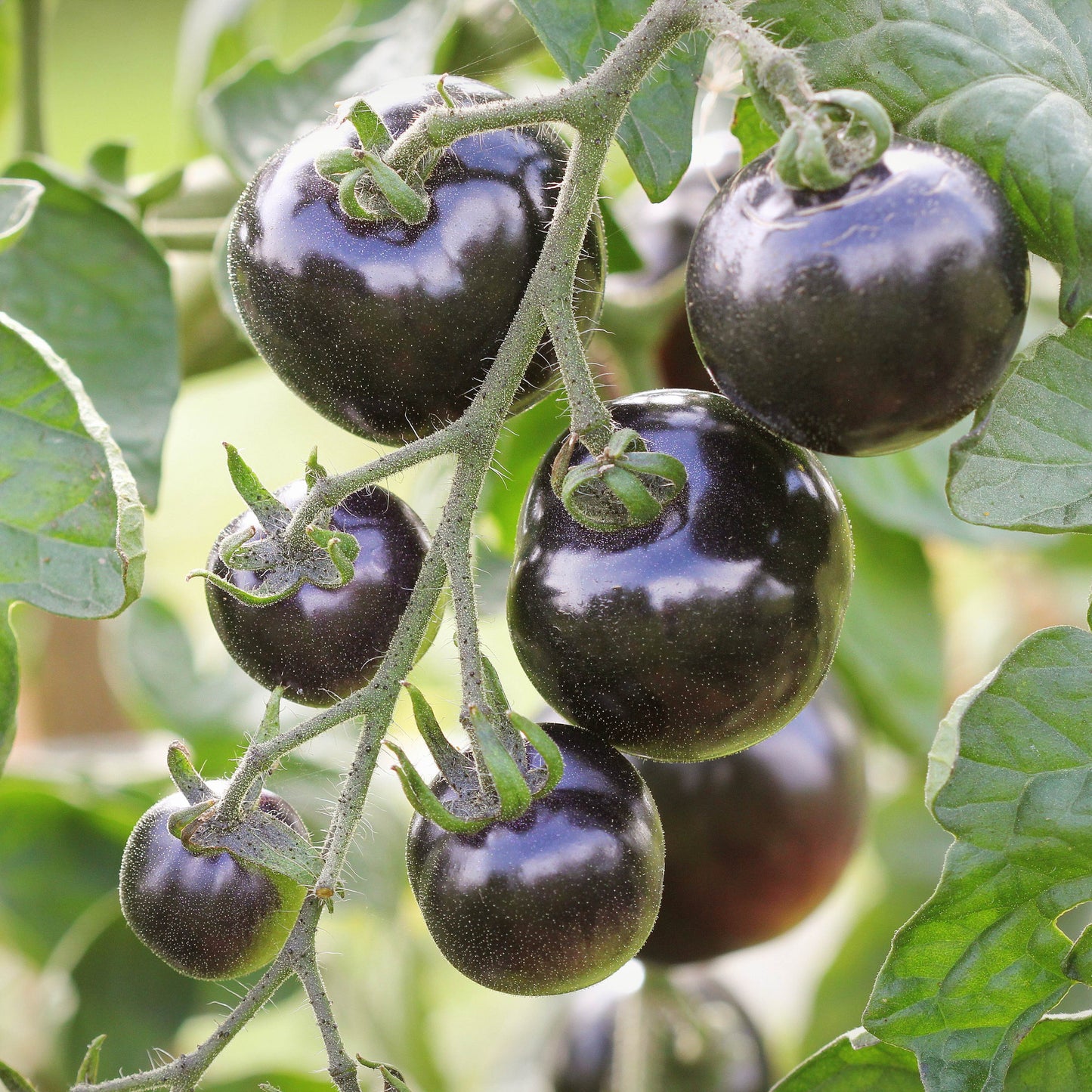 100pcs Black Cherry Tomato Seeds