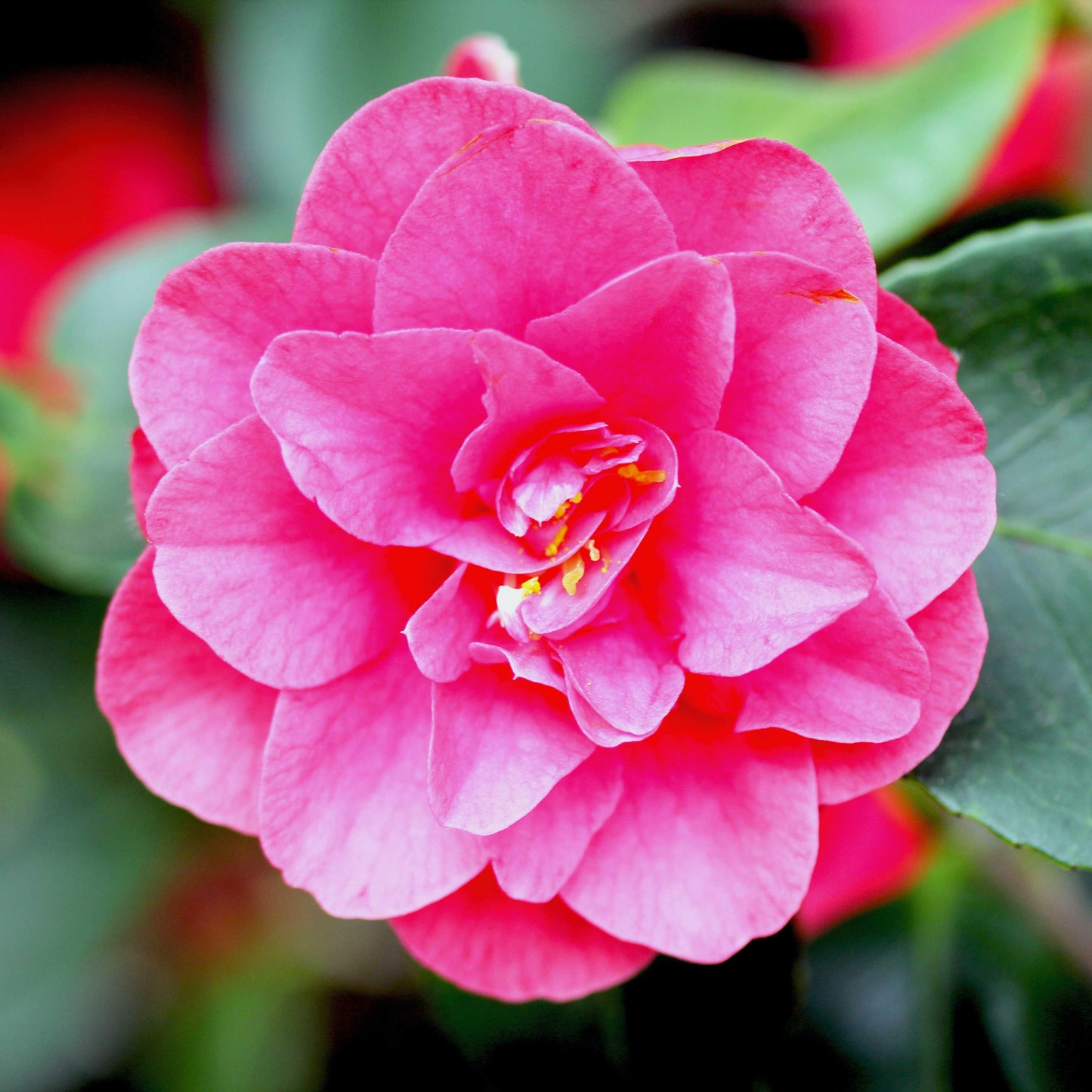 10Pcs Camellia Flower Seeds