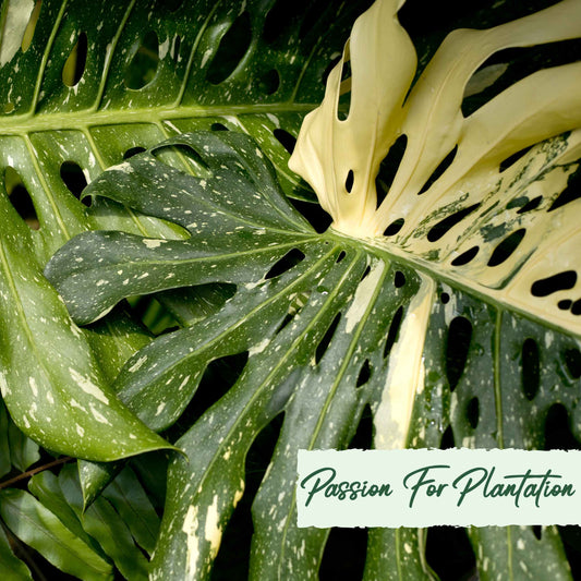 50Pcs Monstera deliciosa Liebm Seeds