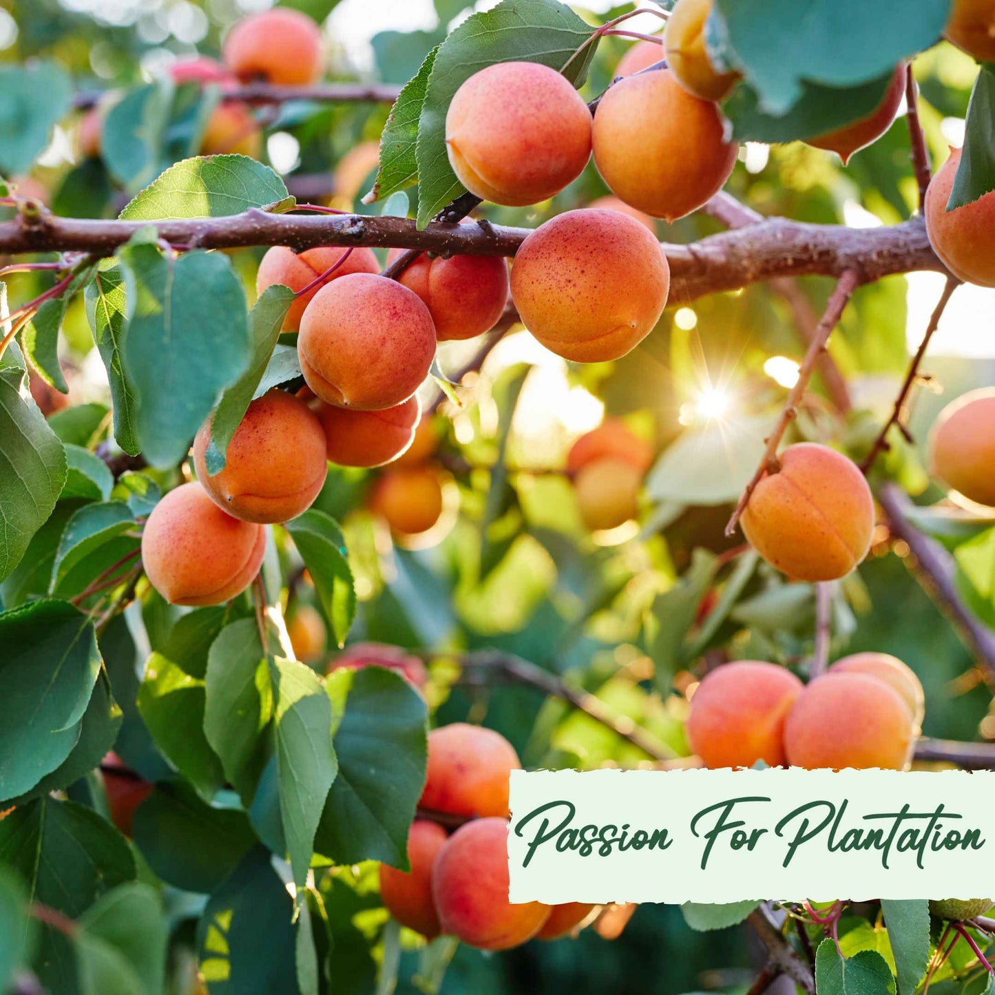 5Pcs Apricot Tree Seeds
