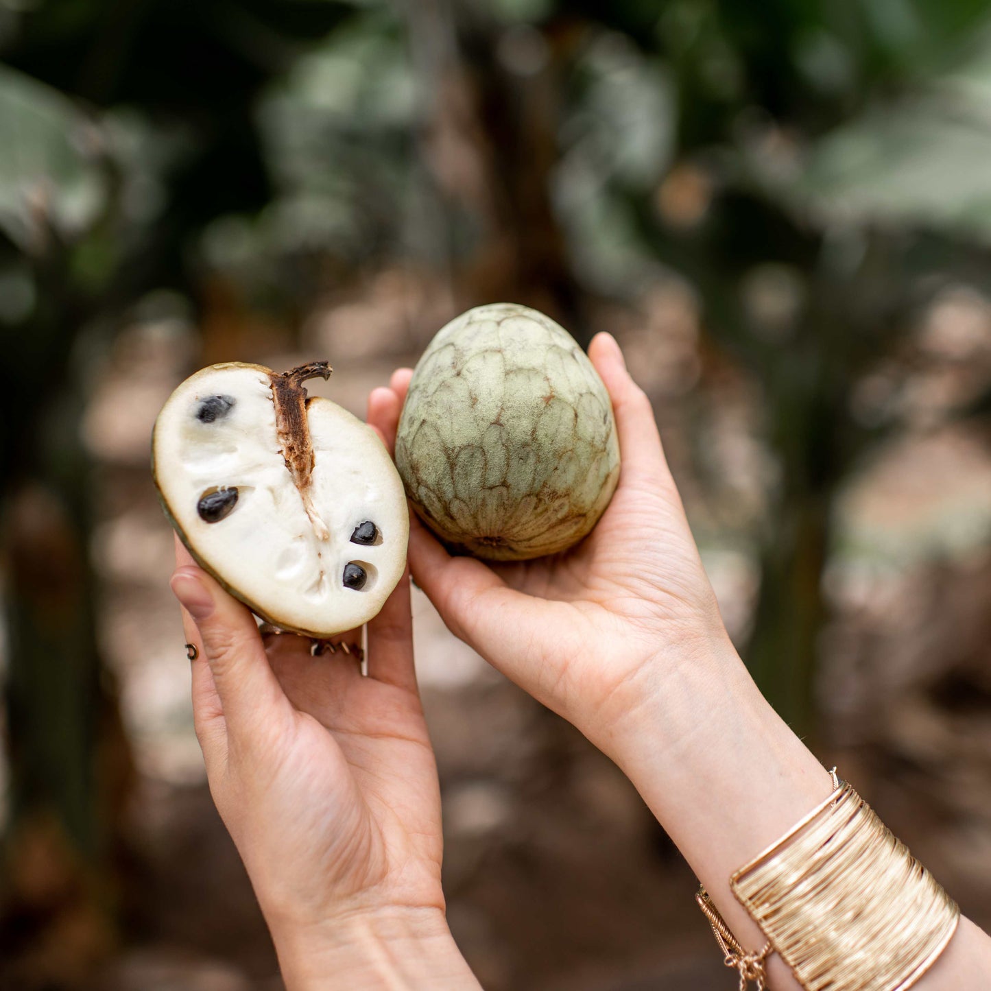 50Pcs Cherimoya Plant Seeds