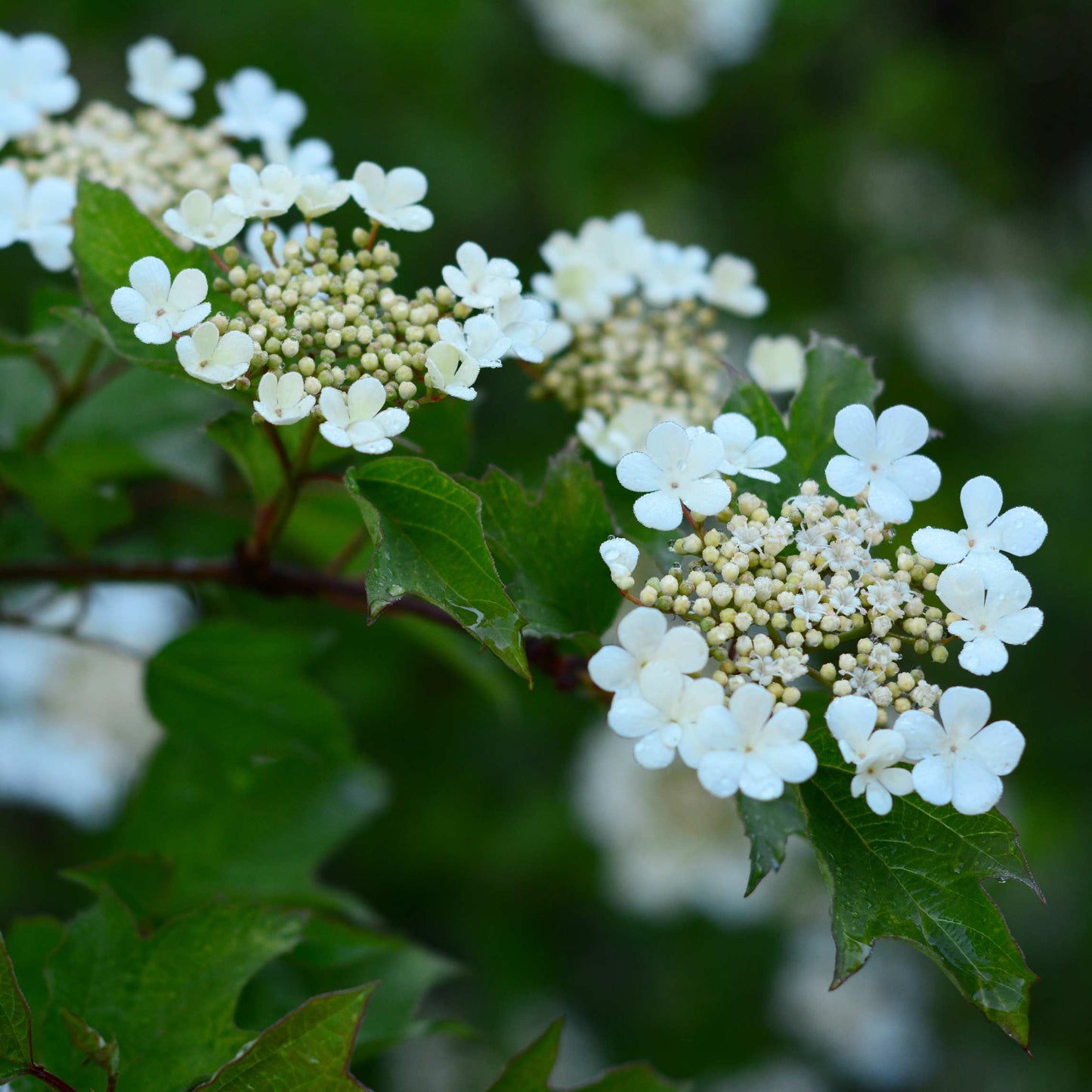 20Pcs Viburnum Trilobum Seeds