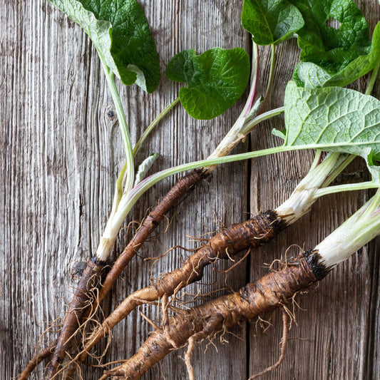 100Pcs Organic Burdock Seeds