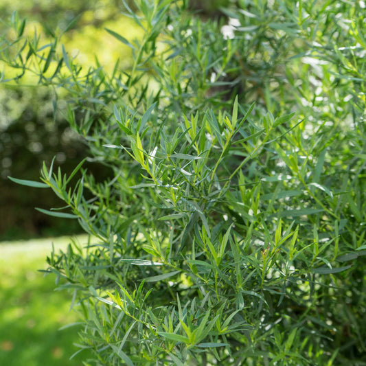 50Pcs Organic Tarragon Seeds